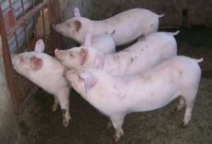 Pigs in the sty