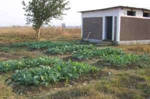 The vegetable garden