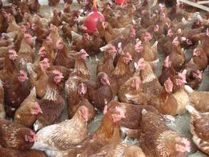 Keeping healthy chickens is important and valuable
