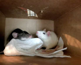 Mr Whiskers & Rice