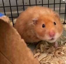 Felicia Hamster