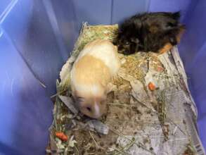 Suki and Toph