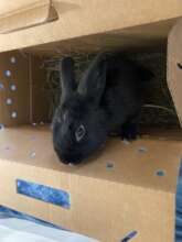 Leonard arriving at Critter Camp