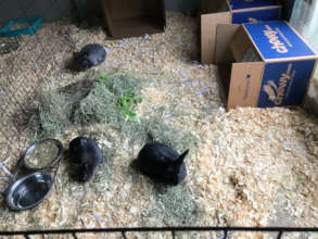 new bunnies Steel, Shiloh & Radar