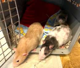 Ron, Harry & Neville