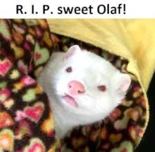Olaf the mink