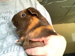 Mocha