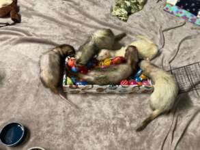 Ferrets with their new toys