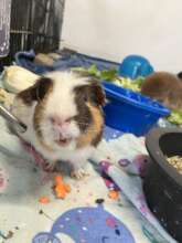 Obi