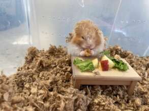 Lewis has a yummy feast