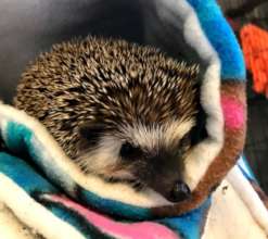 Quilliam