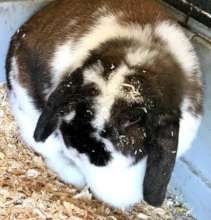 Carrot