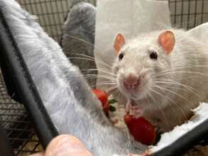 Oliver gets a strawberry