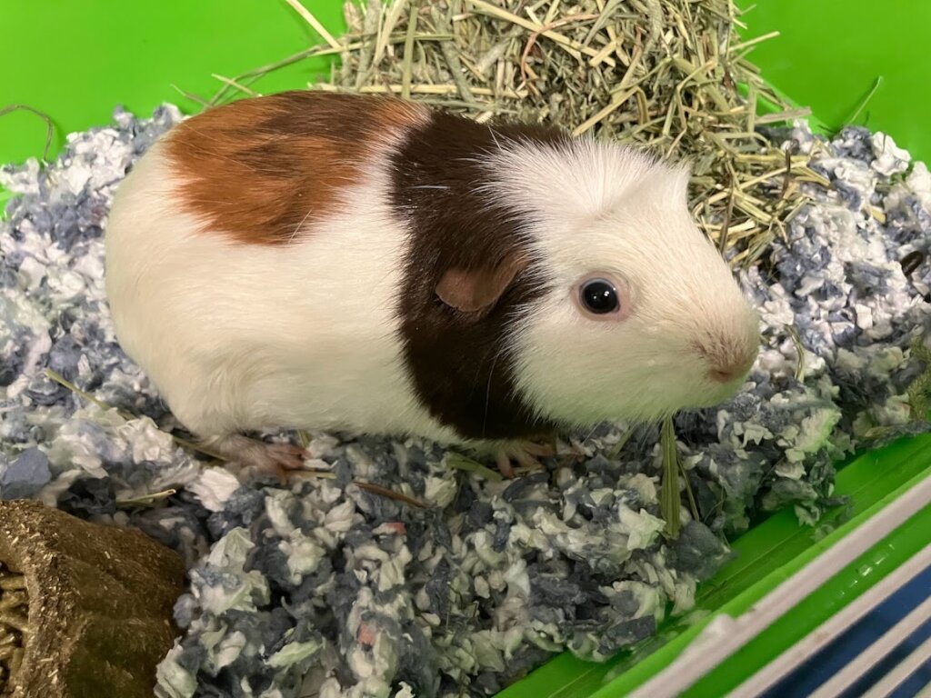 Betsy