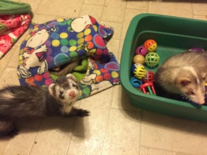 Gretchen ( and Farrah)