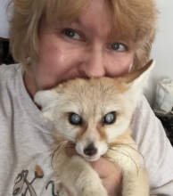 Blind Ivix giving CCM Fennec fox therapy
