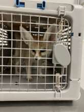Popeye at the vet
