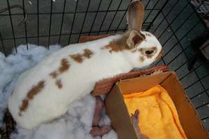 Lady the bunny