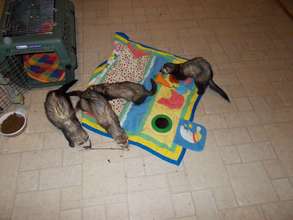 Some of the new ferrets