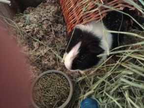 Bugsy