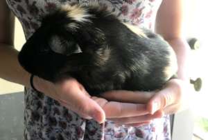 Peanut