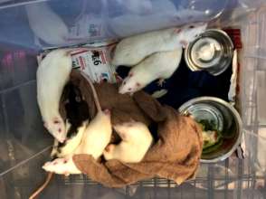 6 ratties