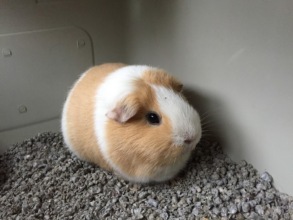 Peach