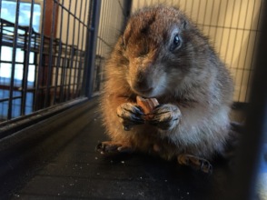 Sanchez with his almond