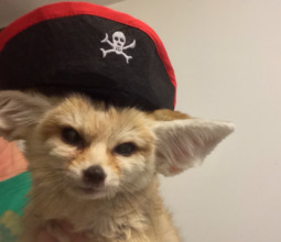 Pirate wiley