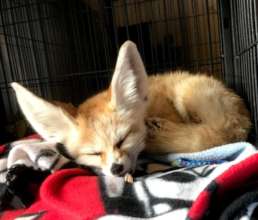 Stevie the new fennec fox