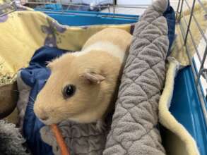 Toasted Marshmallow