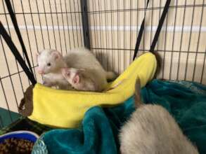 Cookie and Daisy
