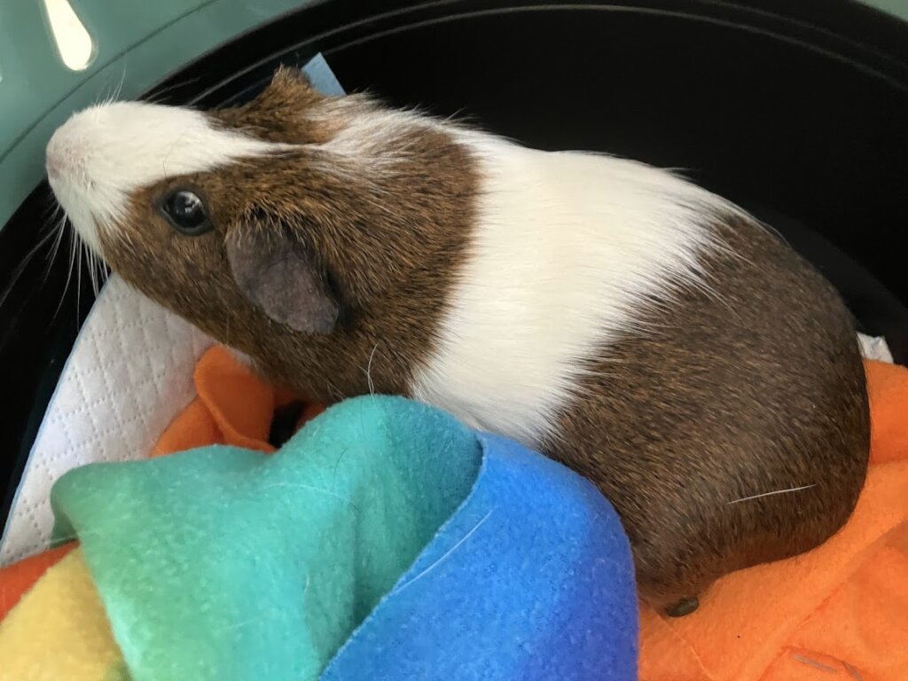 Phoebe