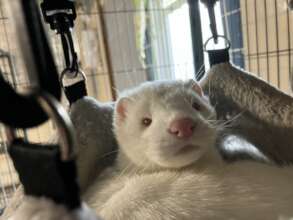 Elsa the rescued fur farm mink