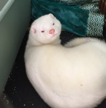 Olaf