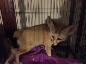 Bunny the fennec fox