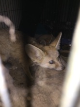 Ivex the blind fennec fox