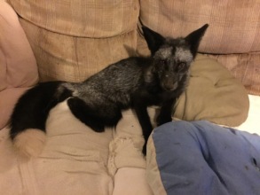 Zorro