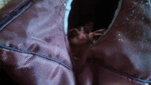 Steve and Tony new sugar gliders