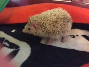 Buddy