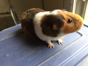 Rosie