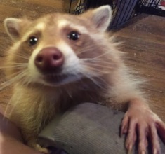 Cinnamon being cute