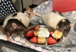 Ratties with treats