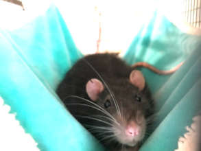 Angus