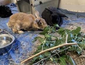 Bunnies with branches