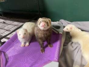 Gary, Cookie & Spitfire