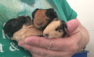 more baby guinea pigs