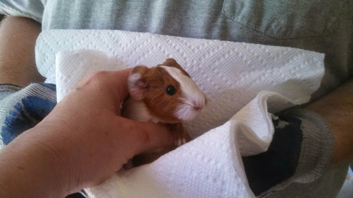 One of the baby piggies