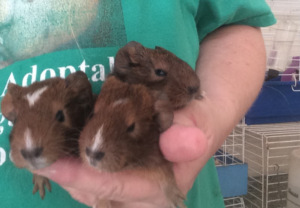 Baby Guinea piggies