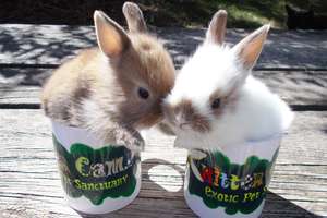 Baby bunnies in cups